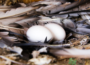 鴿子蛋可以放冰箱嗎？鴿子蛋放冰箱可以放多久？