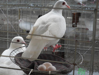 鴿子蛋可以放冰箱嗎？鴿子蛋放冰箱可以放多久？