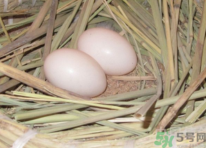 鴿子蛋怎么煮不會破裂？鴿子蛋怎么煮不會破？