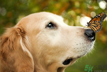 狂犬病的潛伏期最長多長？狗咬了會(huì)得狂犬病嗎？