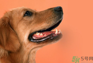 狂犬病的潛伏期最長多長？狗咬了會(huì)得狂犬病嗎？