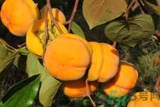 柿子和香蕉能一起吃嗎？柿子和香蕉一起吃會中毒嗎？