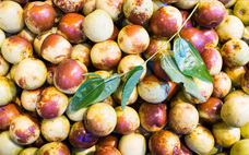 奶棗是啥 網紅奶棗的做法