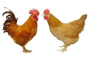三黃雞是什么雞？三黃雞是公雞還是母雞？