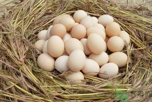 土雞蛋怎么辨別？怎么辨別土雞蛋的真假？