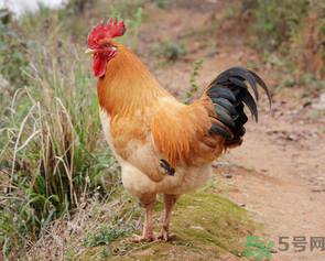 土雞多少錢一斤？土雞多少錢一只？