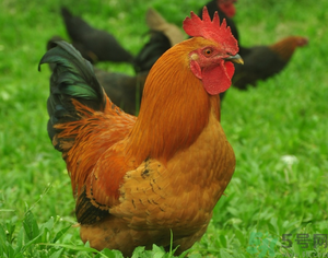 土雞多少錢一斤？土雞多少錢一只？