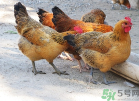 土雞多少錢一斤？土雞多少錢一只？