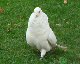 鴿子是發(fā)物嗎？吃鴿子的禁忌