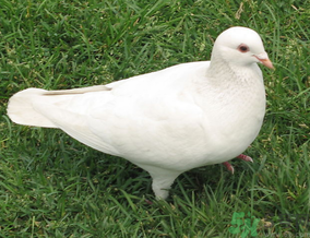 鴿子是發(fā)物嗎？吃鴿子的禁忌