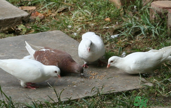 鴿子是發(fā)物嗎？吃鴿子的禁忌