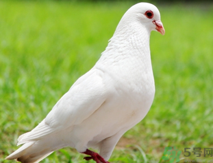 鴿子是發(fā)物嗎？吃鴿子的禁忌