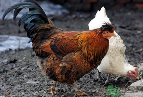 老母雞多少錢一斤？老母雞多少錢一只？