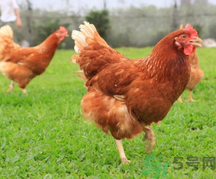 肉雞多少錢一斤？肉雞價(jià)格行情