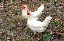 肉雞多少錢一斤？肉雞價(jià)格行情