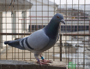 鴿子多少錢一只？鴿子多少錢一斤？