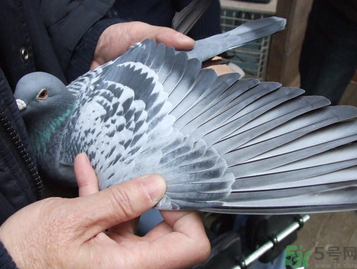 鴿子多少錢一只？鴿子多少錢一斤？