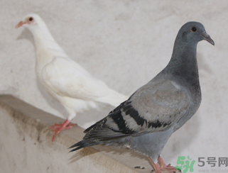 鴿子多少錢一只？鴿子多少錢一斤？