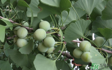 吃白果會(huì)中毒嗎？白果怎么吃不會(huì)中毒？