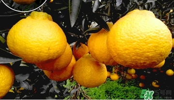 丑橘什么時(shí)候成熟？丑橘的功效