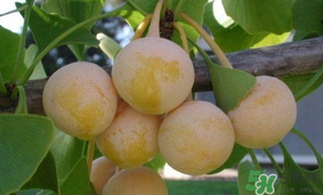 白果可以天天吃嗎？白果吃多了會怎么樣？