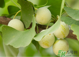 白果可以天天吃嗎？白果吃多了會怎么樣？