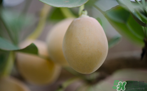 白果可以天天吃嗎？白果吃多了會怎么樣？