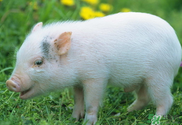 豬皮上的毛怎么去掉？豬皮上的毛能吃嗎？