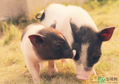 豬皮上的毛怎么去掉？豬皮上的毛能吃嗎？