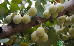 吃白果有什么好處和壞處？吃白果有什么作用？