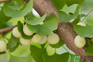 吃白果有什么好處和壞處？吃白果有什么作用？