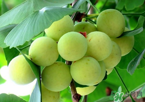 吃白果有什么好處和壞處？吃白果有什么作用？