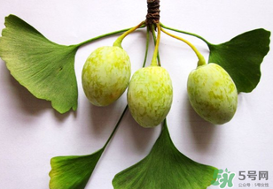 白果和銀杏果一樣嗎？白果是銀杏的果實(shí)嗎？