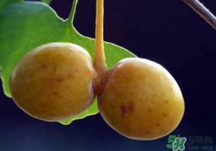 白果和銀杏果一樣嗎？白果是銀杏的果實(shí)嗎？