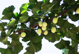 白果和銀杏果一樣嗎？白果是銀杏的果實(shí)嗎？