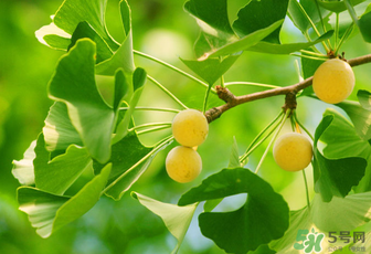 白果和銀杏果一樣嗎？白果是銀杏的果實(shí)嗎？