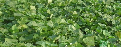 紅薯葉哺乳期可以吃嗎？紅薯葉產(chǎn)婦可以吃嗎？