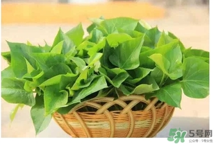 紅薯葉不能和什么一起吃？紅薯葉什么不能吃？