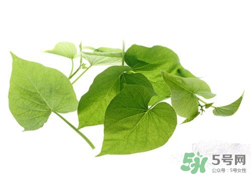 紅薯葉吃多了好嗎？紅薯葉吃多了會怎樣？