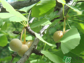 吃白果會(huì)過敏嗎？吃白果過敏了怎么辦？