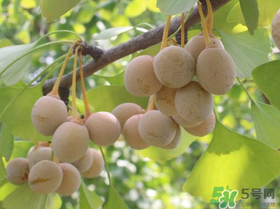 吃白果會(huì)過敏嗎？吃白果過敏了怎么辦？