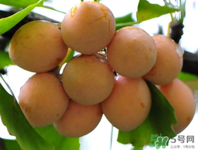 吃白果會(huì)過敏嗎？吃白果過敏了怎么辦？