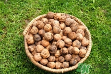 膽結(jié)石能吃核桃嗎？吃核桃能治膽結(jié)石嗎？