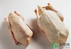 鴨肉可以放冰箱嗎？鴨肉放冰箱能保鮮多久？