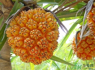 露兜果怎么吃？露兜果的功效作用