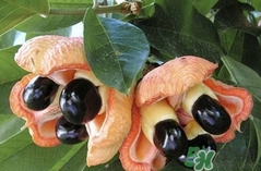 阿奇果怎么吃？阿奇果的功效作用