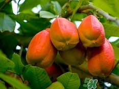 阿奇果怎么吃？阿奇果的功效作用