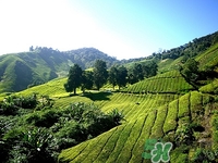 白茶可以隔夜喝嗎?白茶隔夜喝有什么壞處