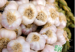 2017年大蒜多少錢一斤？2017年大蒜價格預(yù)測