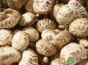 干香菇怎么保存？干香菇怎么保存不壞？